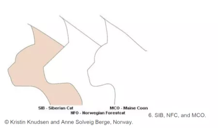 Unterschied SIB, NFO und Maine Coon