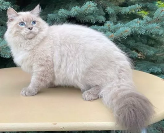 Deckkater Int. Champion Lion Arkaim RU*, blue tabby point, geb. 02.02.2021